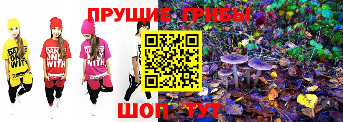 Псилоцибиновые грибы Psilocybine cubensis Шебекино