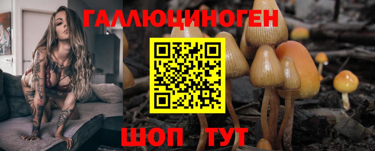 Шебекино  Псилоцибиновые грибы Psilocybine cubensis  Вход с VPN  Псилоцибиновые грибы GOLDEN TEACHER 